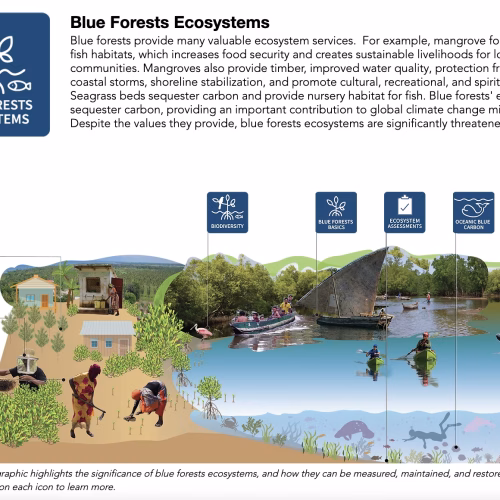 What are Blue Forests Ecosystems, and how are They Measured, Maintained, and Restored?