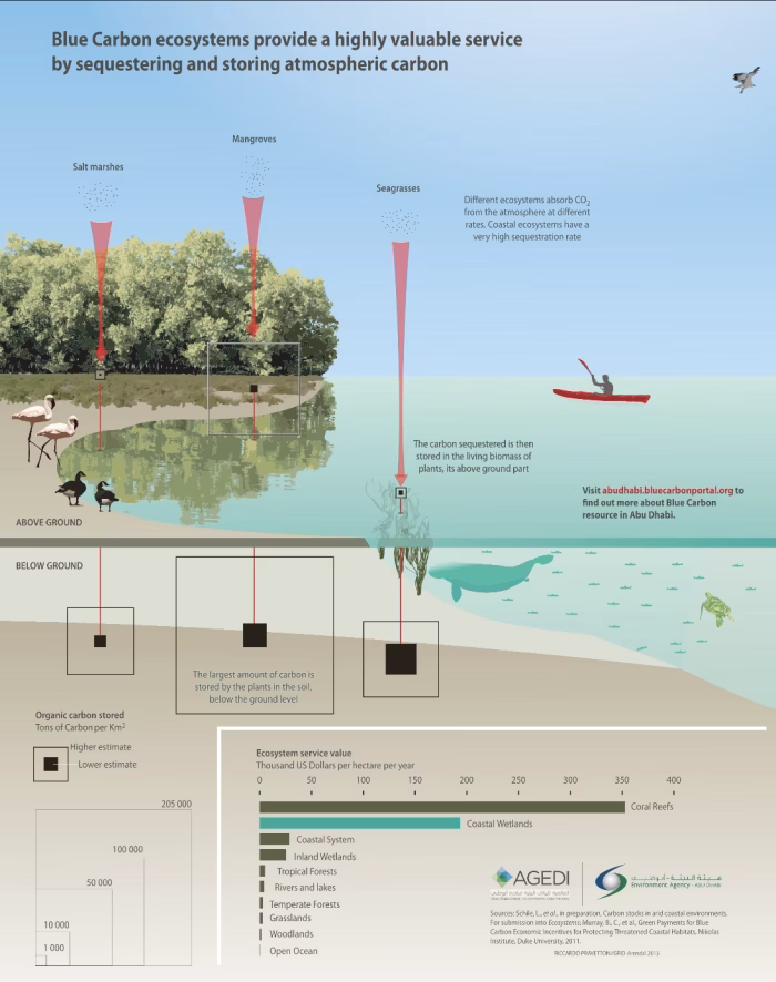 Blue Carbon Storage Capacity of Blue Forests