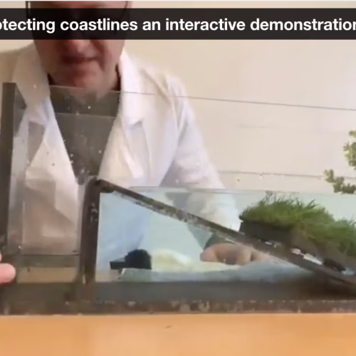 How do Blue Forests Provide Coastal Protection Against Storm Surges?
