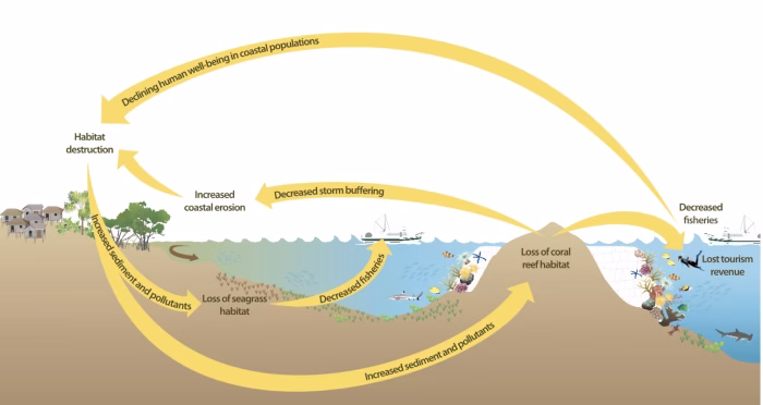 Recognizing Ecosystem Services from Blue Carbon Ecosystems