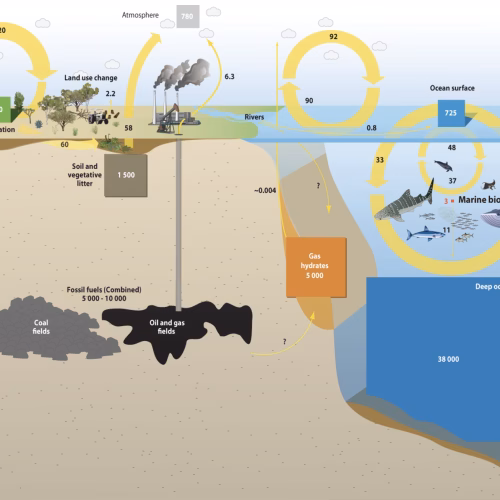The Carbon Cycle