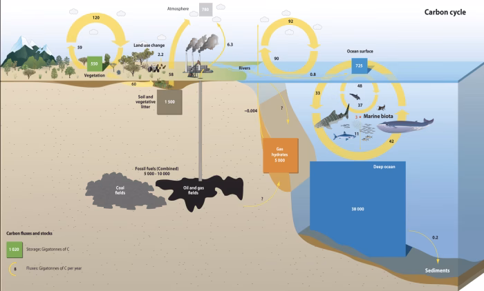 The Carbon Cycle
