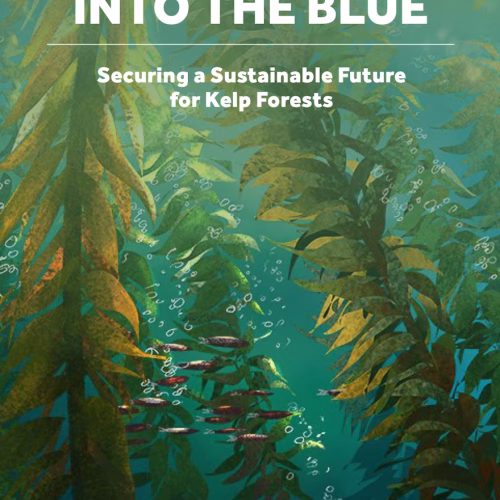 Into the Blue: Securing a Sustainable Future for Kelp Forests