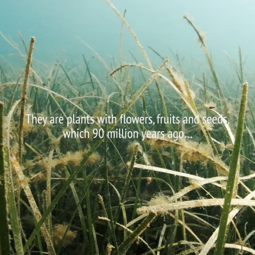 Introduction to Seagrass Meadows