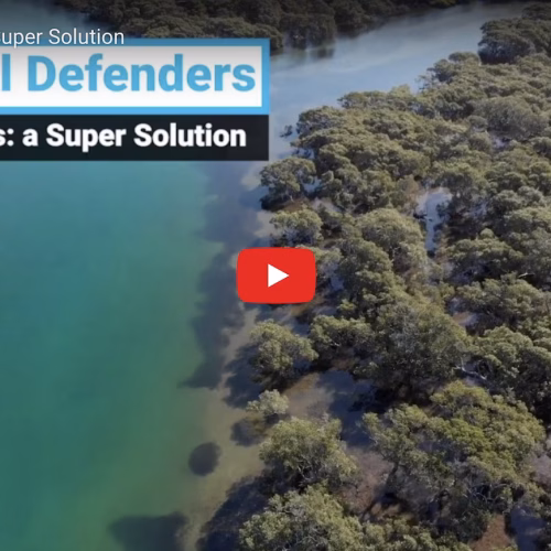Mangroves: A Super Solution