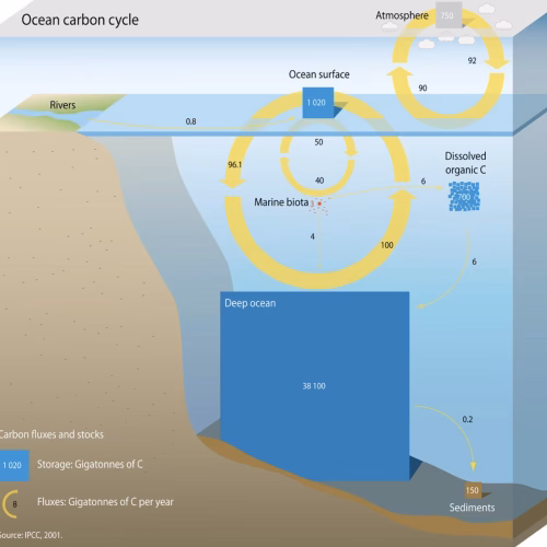 The Ocean Carbon Cycle