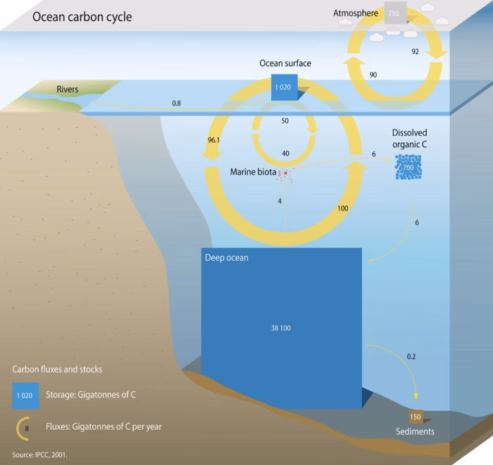 The Ocean Carbon Cycle