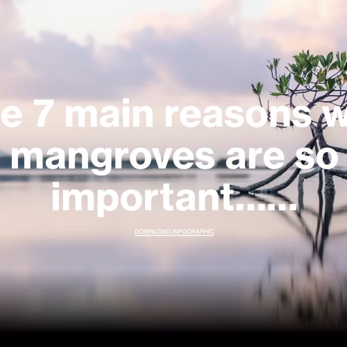 The Magic of Mangroves