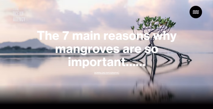 The Magic of Mangroves