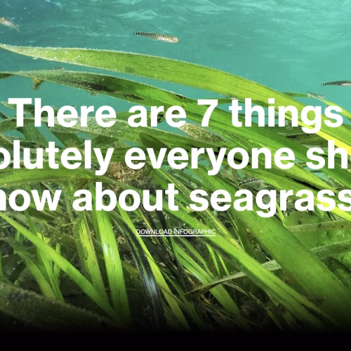 The Magic of Seagrass