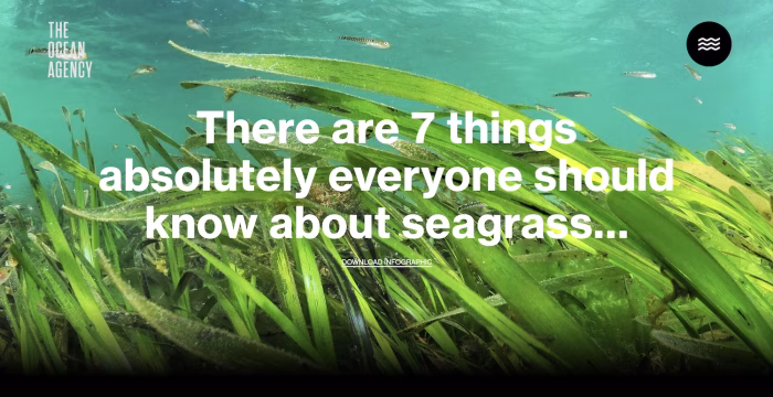 The Magic of Seagrass