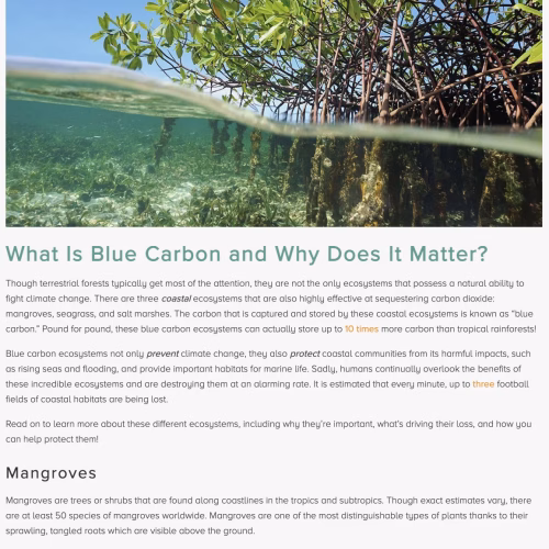 What Is Blue Carbon and Why Does It Matter?