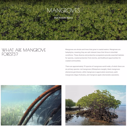 What are Mangrove Forests?