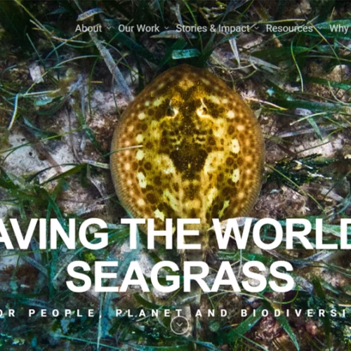 Project Seagrass