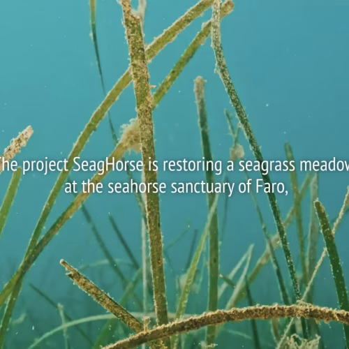 Restoration of seagrasses