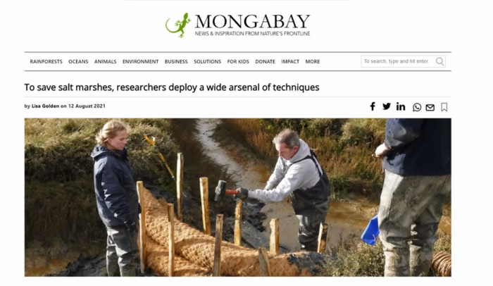 Researchers Rush to Protect the UK's Saltmarshes from Sea Level Rise