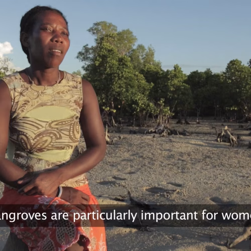 Tahiry Honko - a community mangrove carbon project