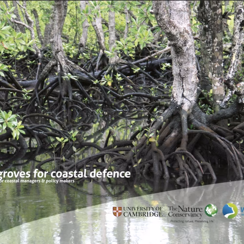Mangroves for Coastal Defence