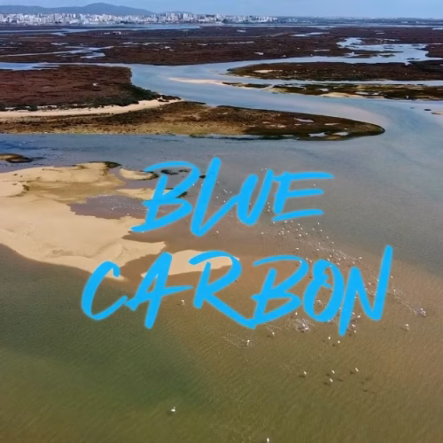 Blue Carbon sampling