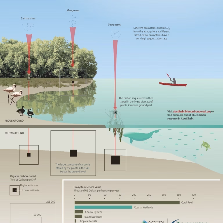 Blue Carbon Storage Capacity of Blue Forests (2013) GRID-Arendal