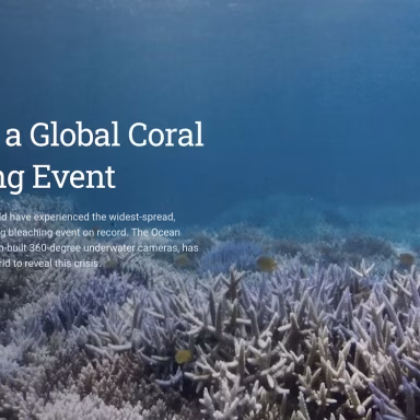 Chasing a Global Coral Bleaching Event by The Ocean Agency