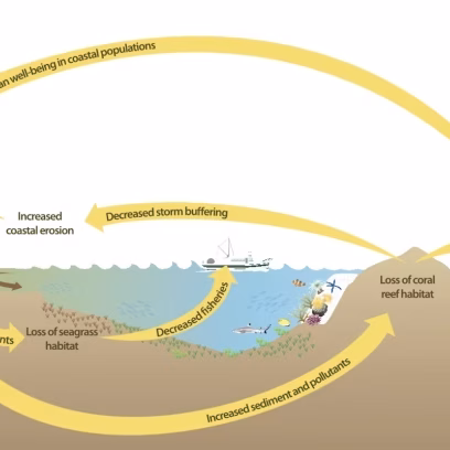 Recognizing Ecosystem Services from Blue Carbon Ecosystems (2021). UN Environment Programme