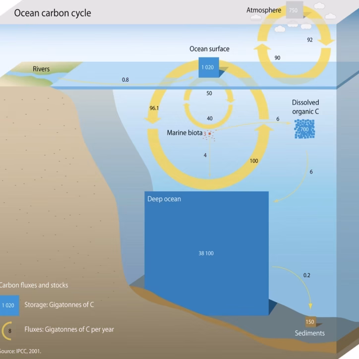 Ocean carbon cycle by GRID-Arendal (2014).