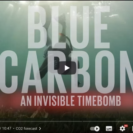 Ocean carbon dioxide levels by Just Have a Think (2020).