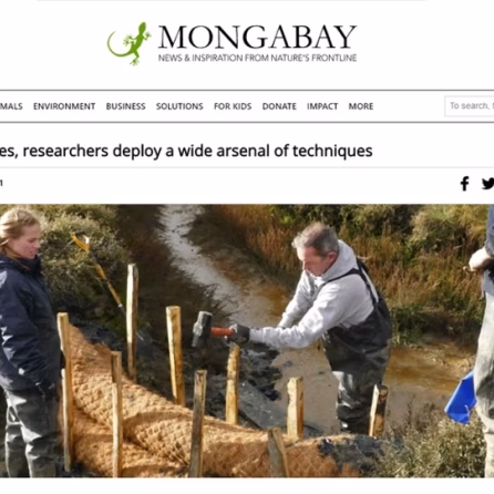 Researchers Rush to Protect the UK's Saltmarshes from Sea Level Rise, Mongabay 2021.
