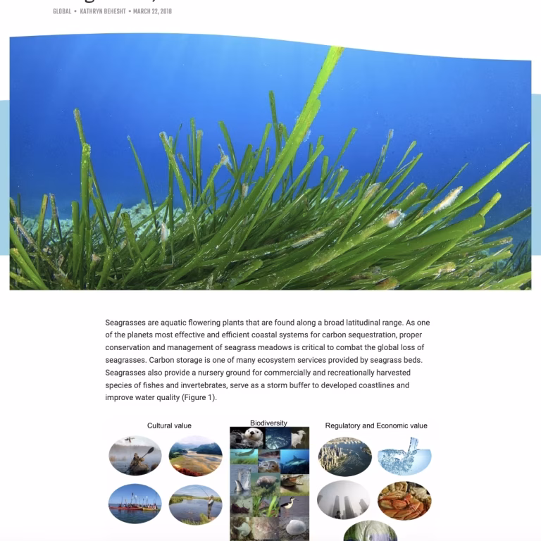 Seagrasses, Nature’s Water Filter. Kathryn Beheshti, The Ocean Foundation