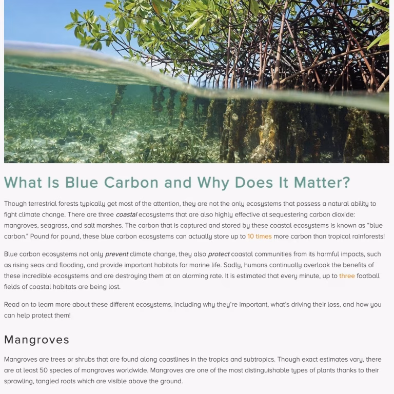 What Is Blue Carbon and Why Does It Matter Bra, K (2021). Kaitlin Bra, Sustainable Travel International 